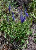 Veronica spicata. Цветущие растения. Оренбургская обл., Кувандыкский гор. округ, Карагай-Губерлинское ущелье, луговой склон. 04.07.2023.