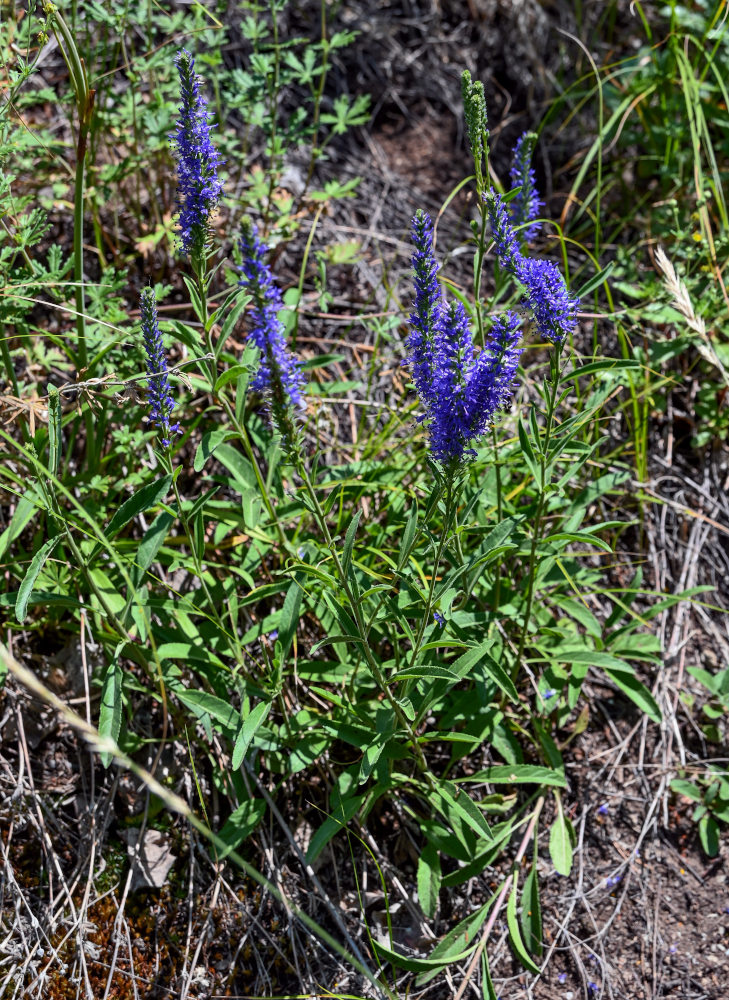 Image of Veronica spicata specimen.