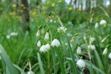 Leucojum aestivum. Соцветия. Краснодарский край, м/о г. Новороссийск, Цемесская роща, пойменный лес. 16.04.2024.