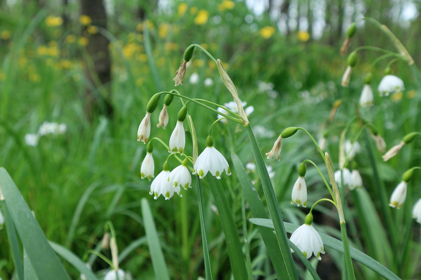 Изображение особи Leucojum aestivum.