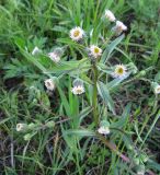 Erigeron uralensis