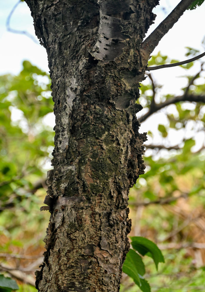 Image of Cerasus sachalinensis specimen.