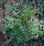 genus Cirsium