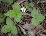 Fragaria vesca