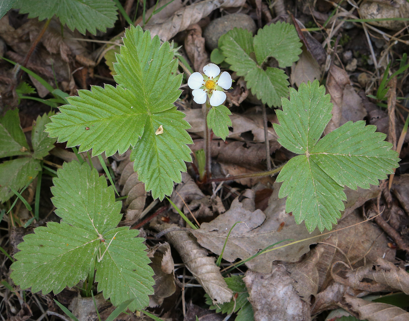 Image of Fragaria vesca specimen.