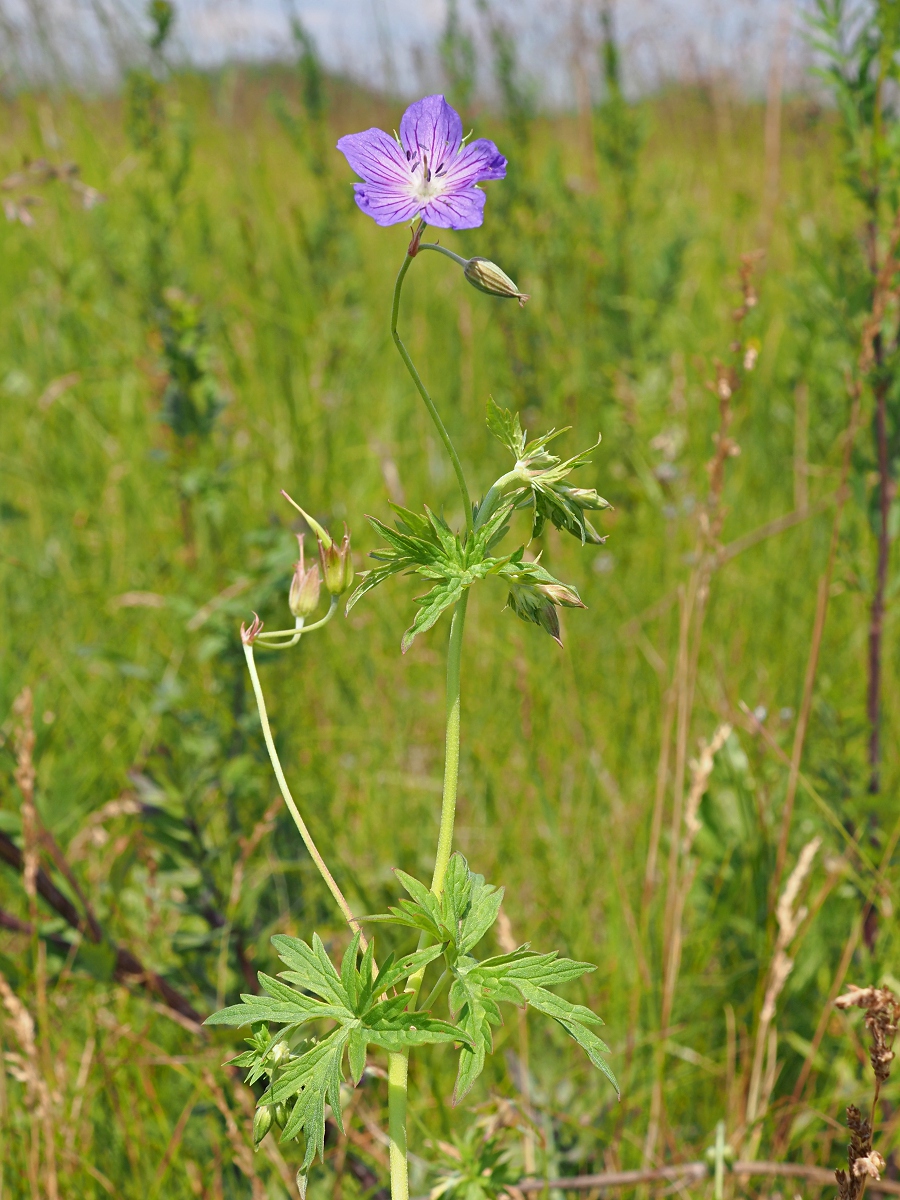 Изображение особи Geranium collinum.