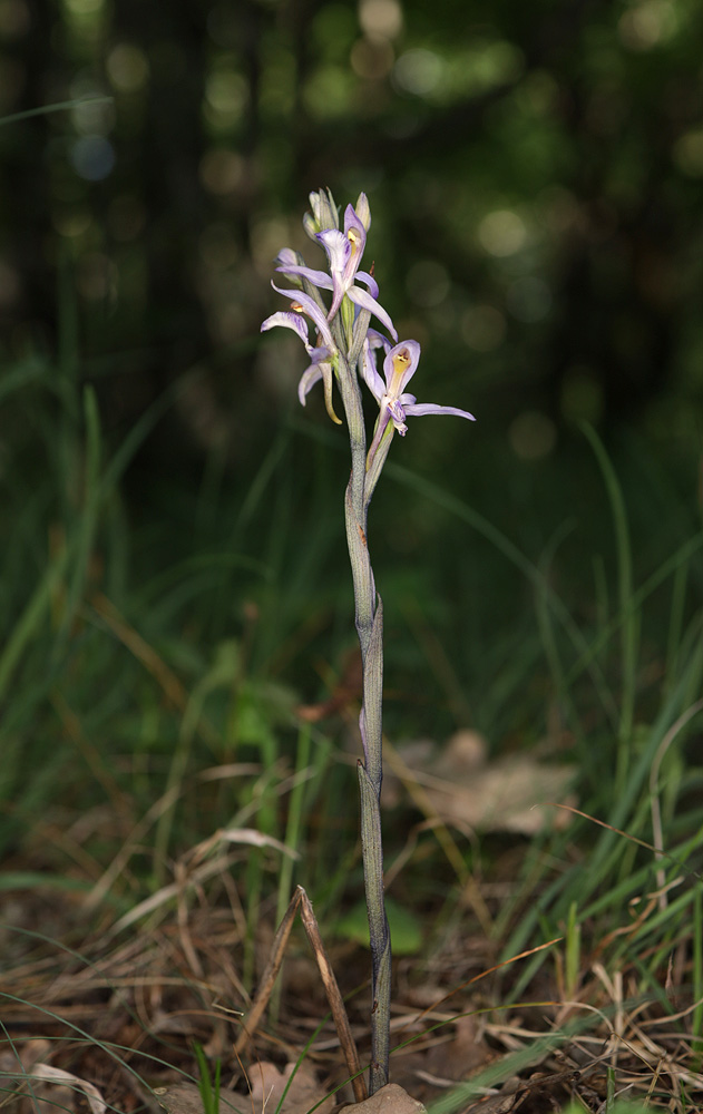 Image of Limodorum abortivum specimen.