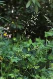 Poa trivialis