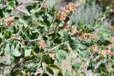 Atraphaxis pyrifolia