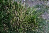 Hordeum murinum