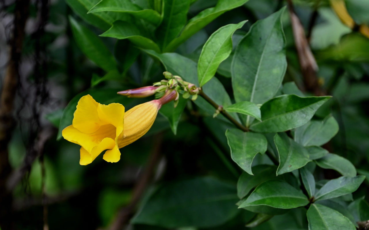 Image of Allamanda schottii specimen.