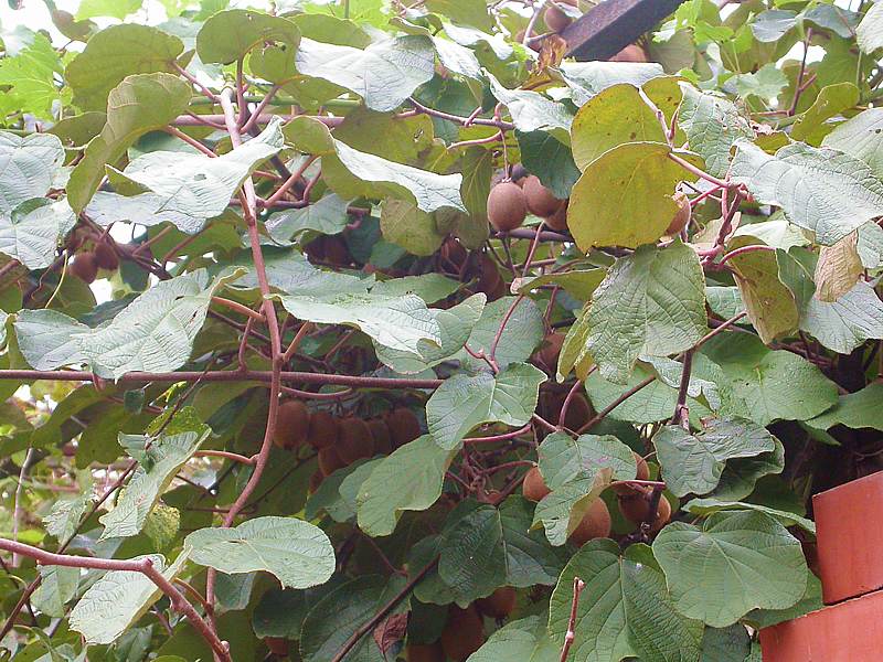 Изображение особи Actinidia chinensis var. deliciosa.