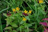 Hypericum kamtschaticum