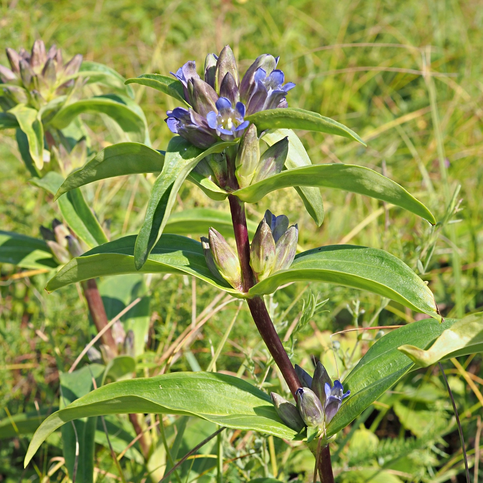 Image of Gentiana cruciata specimen.