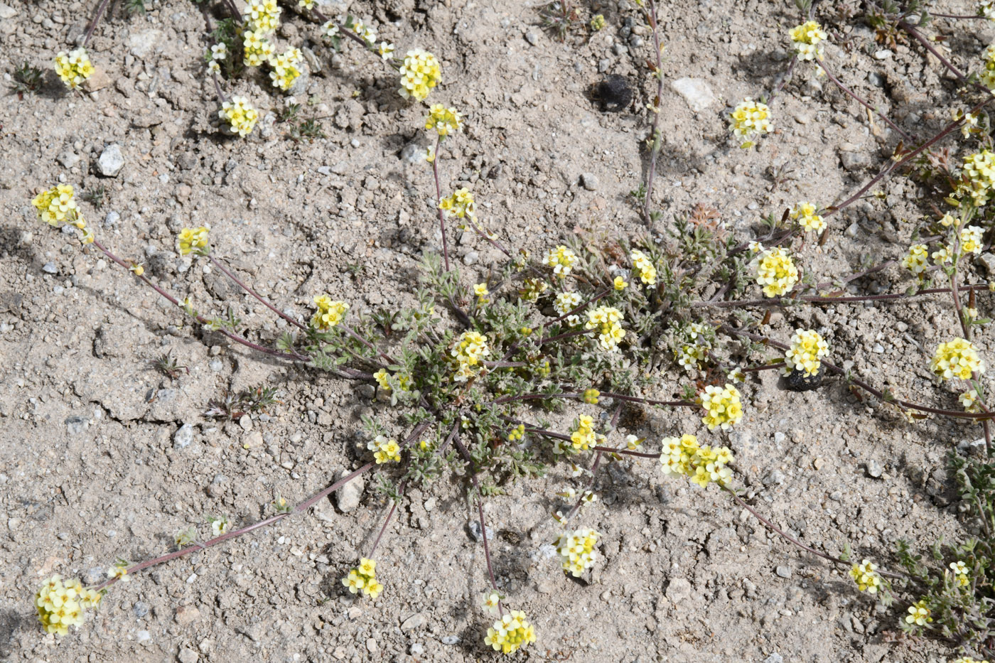 Изображение особи Sophiopsis sisymbrioides.