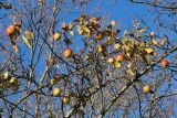 Malus domestica