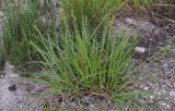 Carex otrubae