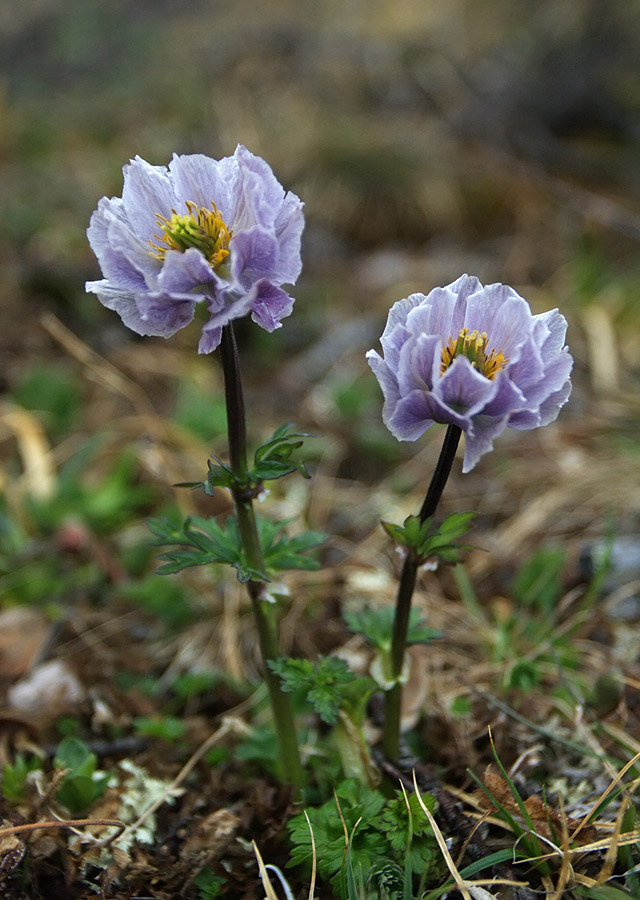 Изображение особи Trollius lilacinus.