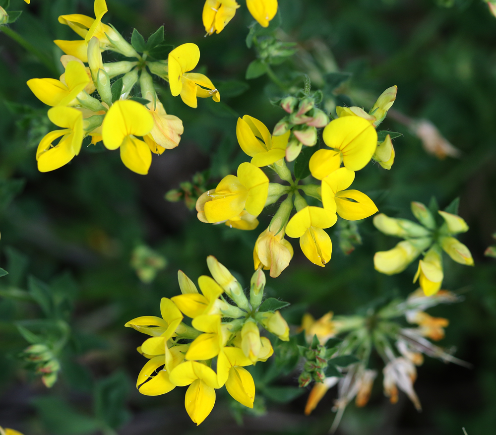 Изображение особи Lotus corniculatus.