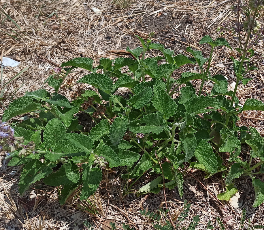 Изображение особи Salvia verticillata.