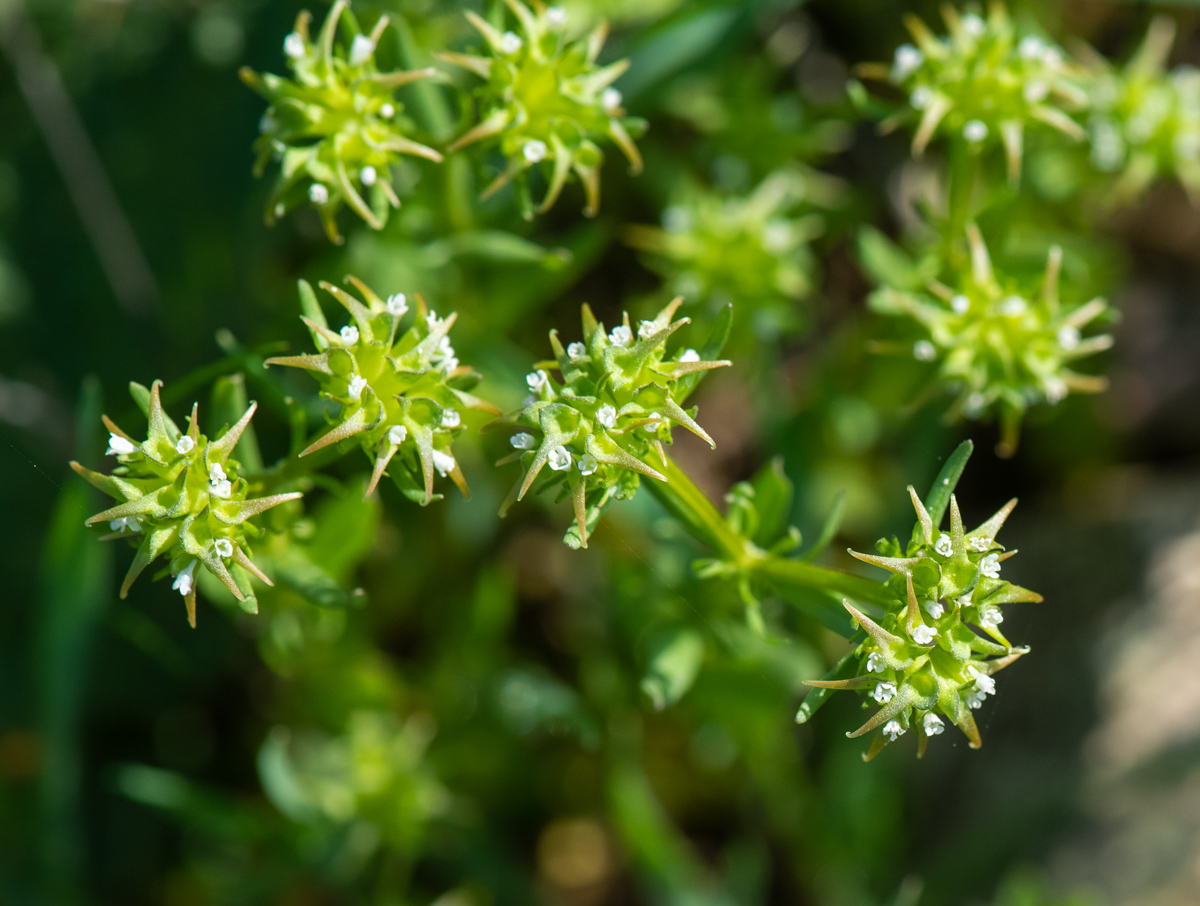 Image of Valerianella turkestanica specimen.