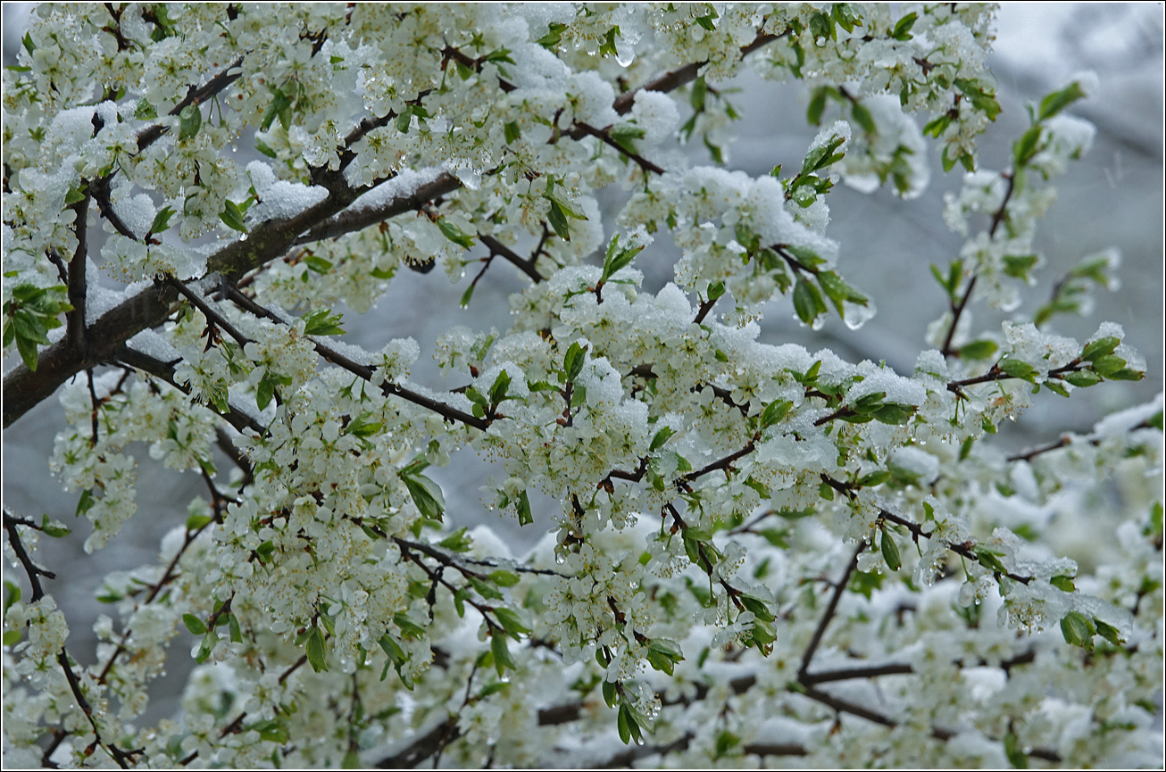 Image of Prunus spinosa specimen.