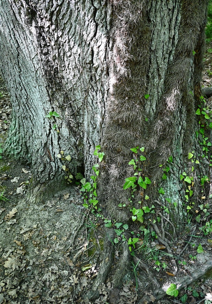 Image of Hedera pastuchovii specimen.