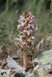 Orobanche callieri