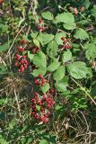 Rubus sanctus