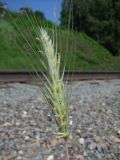 Secale cereale