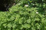 Sambucus ebulus