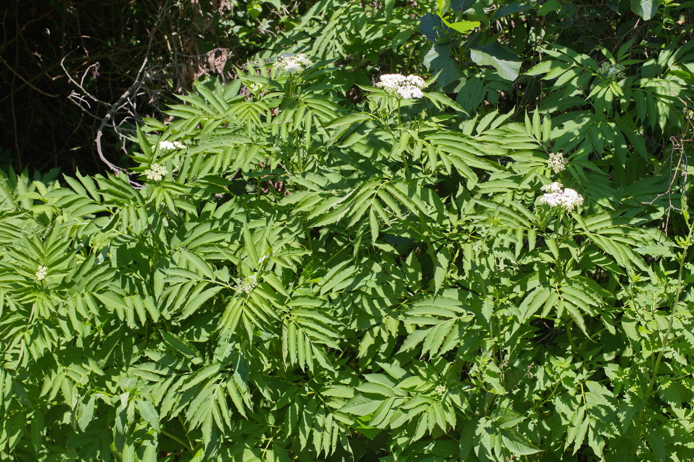 Image of Sambucus ebulus specimen.