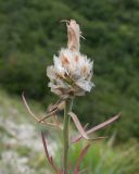 Centaurea sarandinakiae