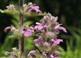 Ajuga multiflora. Цветки (светлая форма). Приморский край, Уссурийский ГО, окр. с. Монакино, широколиственный лес на вершине сопки, дорога. 31.05.2025.