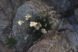 Silene spergulifolia. Цветущее растение. Турция, ил Агры, г. Догубаязит, 50 м от входа во дворец Исхак-паши, выс. 1750 м н.у.м, на скале. 20 мая 2025 г.