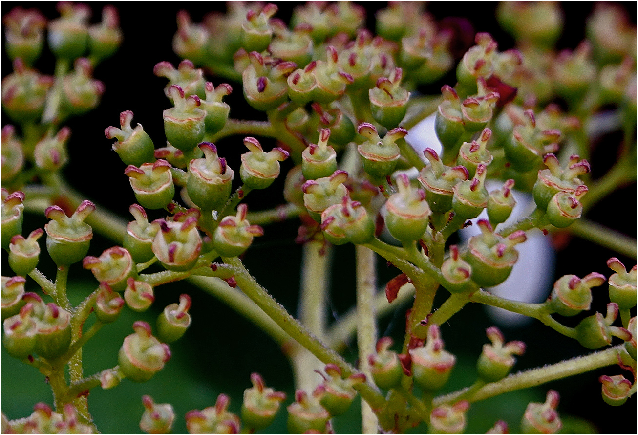 Image of Hydrangea petiolaris specimen.