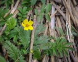 Potentilla anserina