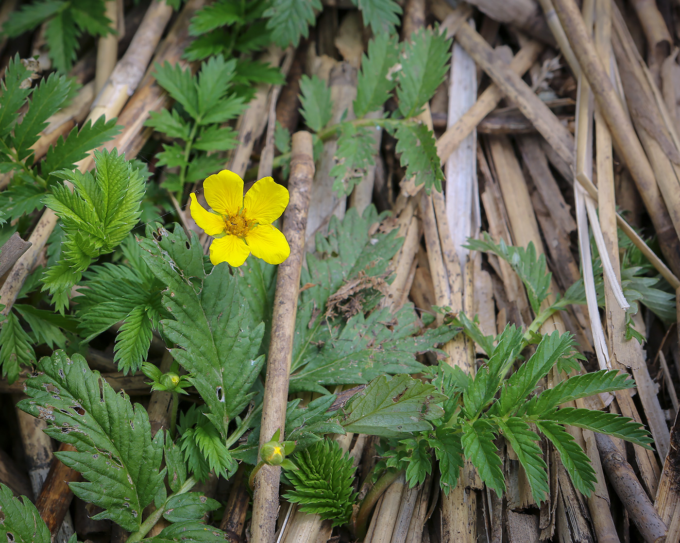 Image of Potentilla anserina specimen.