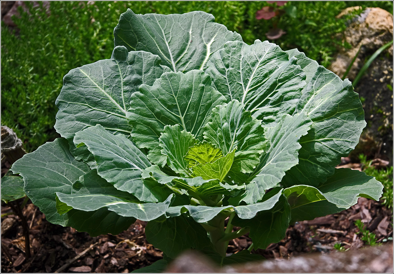 Изображение особи Brassica oleracea var. viridis.