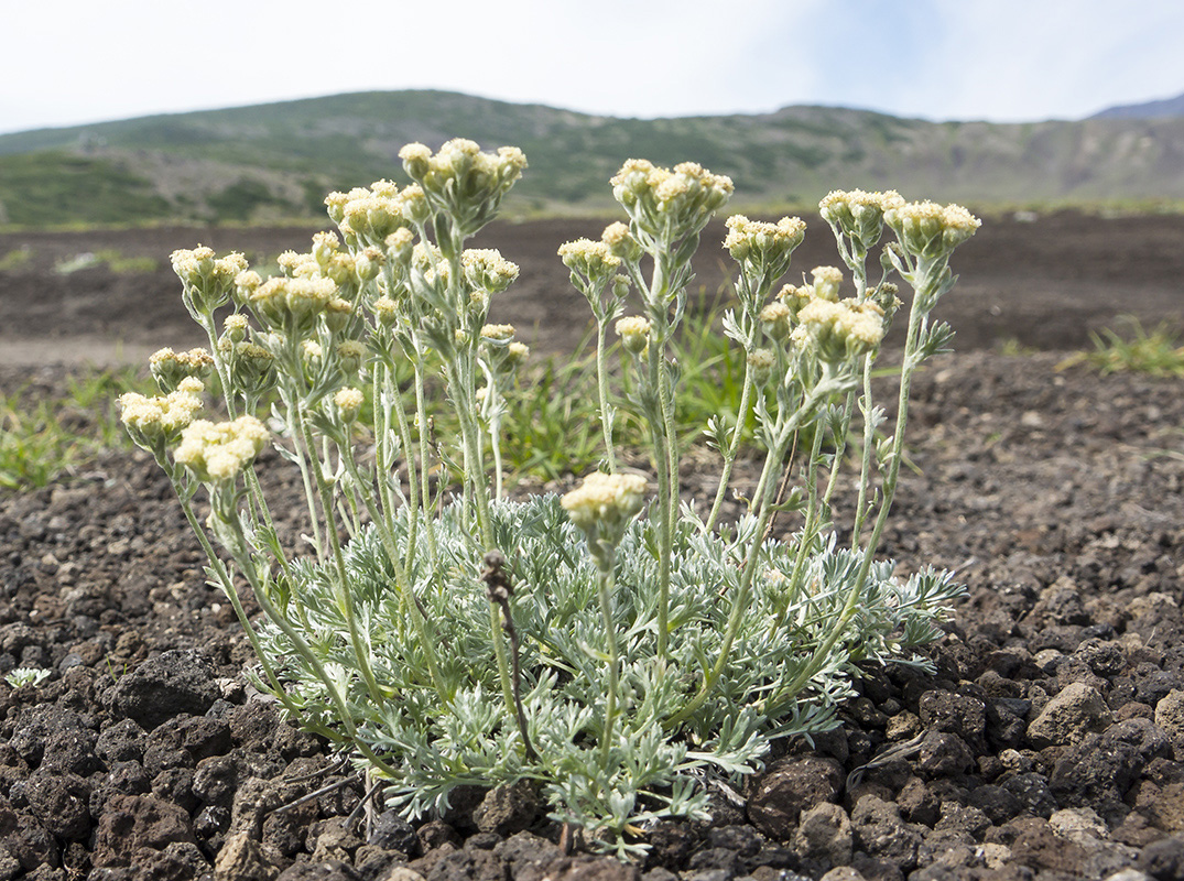 Image of genus Artemisia specimen.