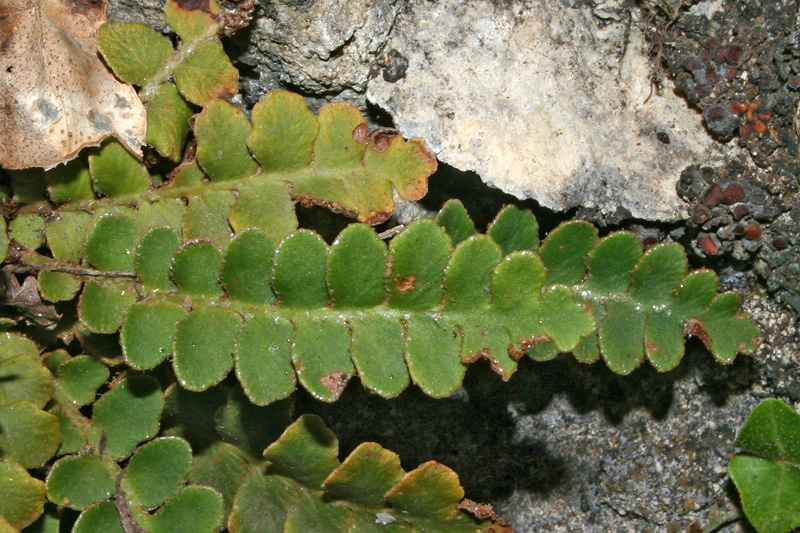 Image of Ceterach officinarum specimen.