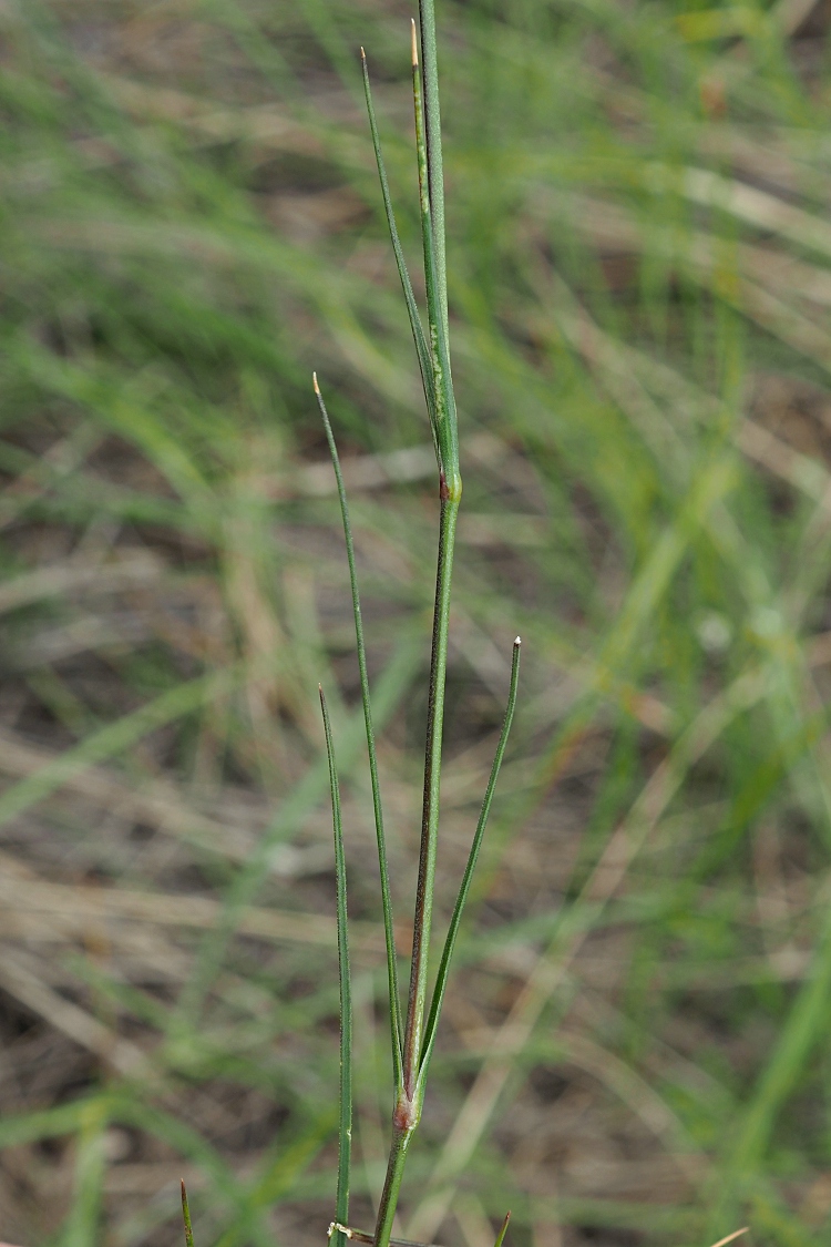 Image of Eremogone biebersteinii specimen.