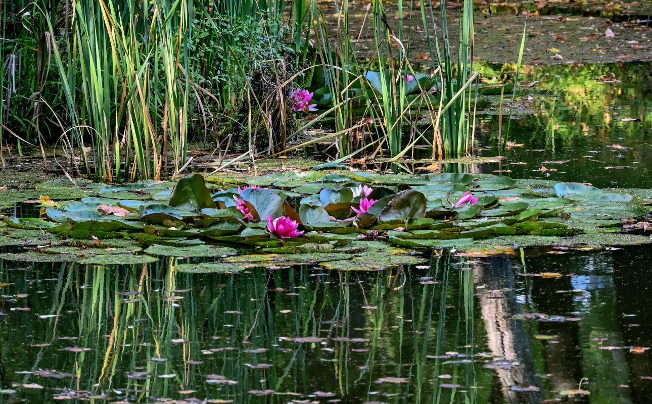Изображение особи Nymphaea &times; marliacea.