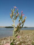 Centaurium pulchellum
