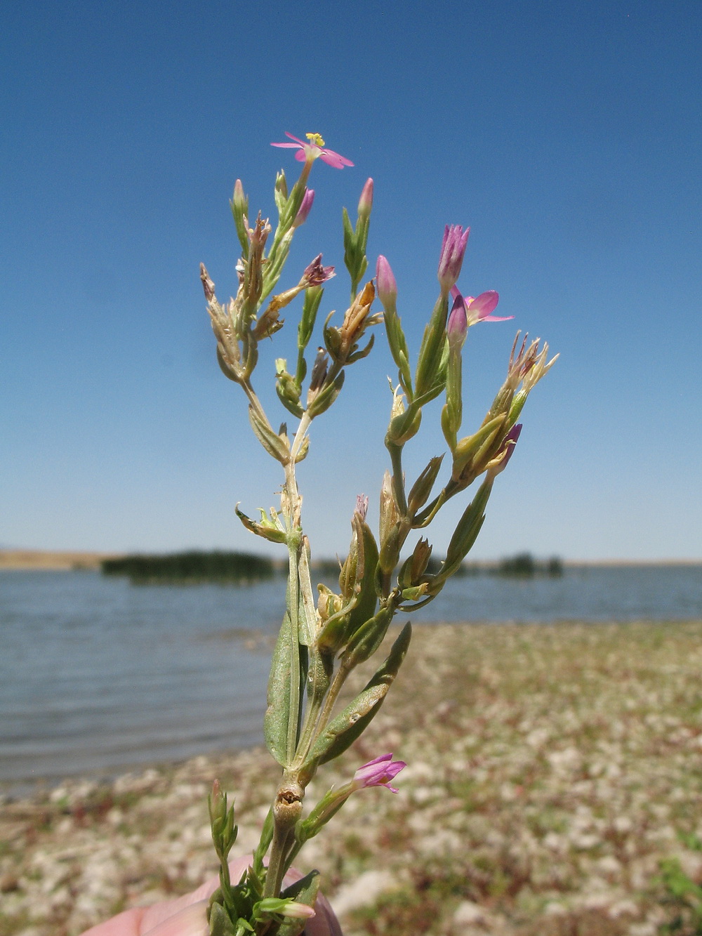 Image of Centaurium pulchellum specimen.