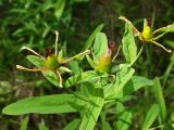 Hypericum gebleri. Верхушка растения с плодами. Хабаровский край, окр. г. Комсомольск-на-Амуре, Силинский лесопарк, лиственный лес, поляна. 05.07.2025.