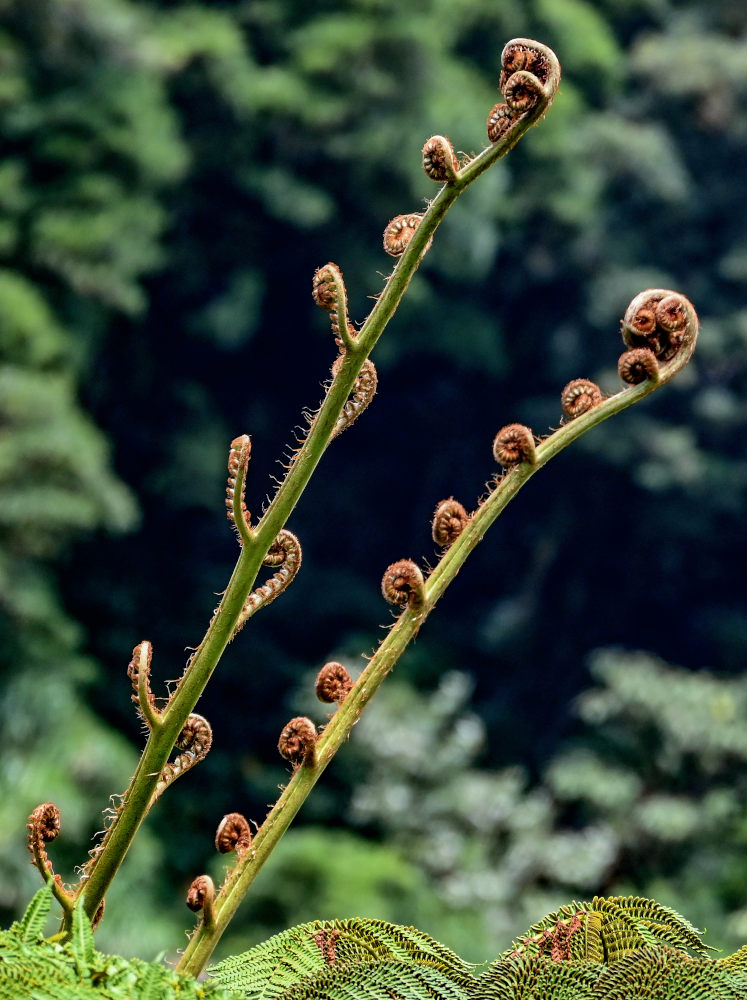 Изображение особи Cyathea cooperi.