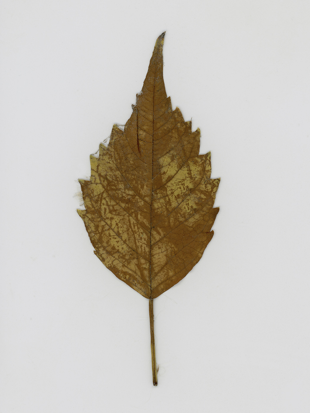 Изображение особи Campsis radicans.