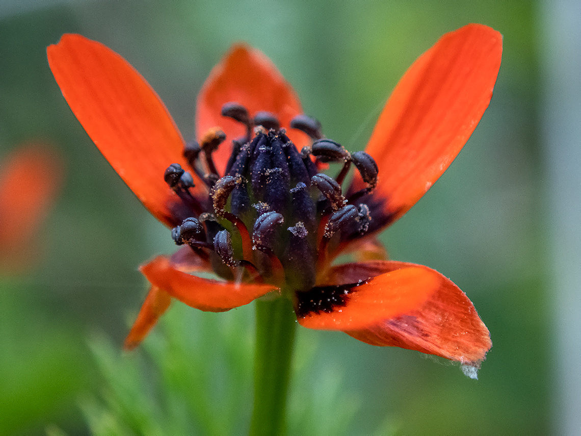 Image of Adonis flammea specimen.