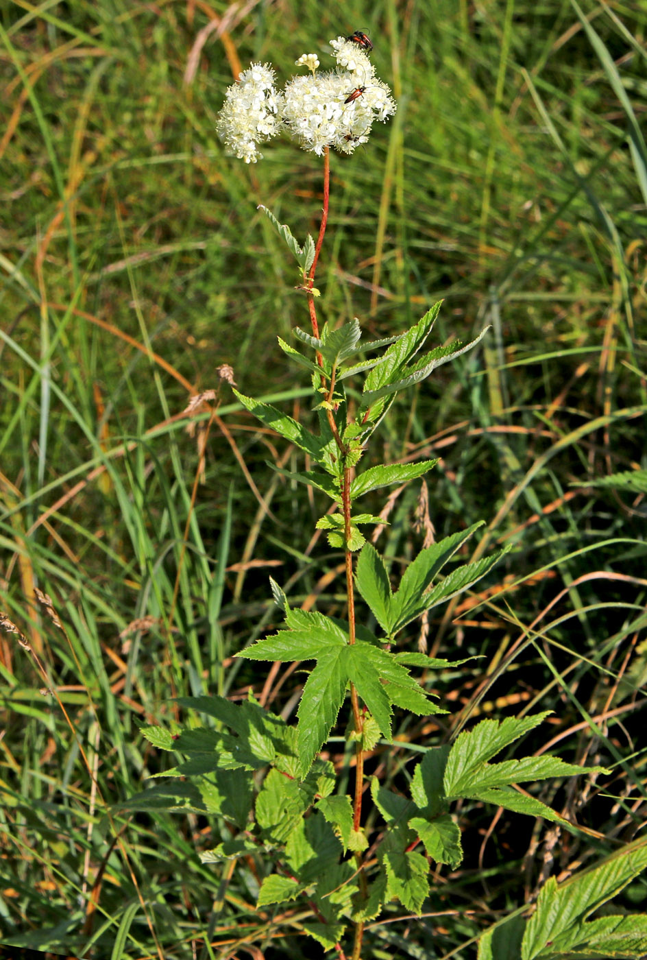 Изображение особи Filipendula ulmaria.